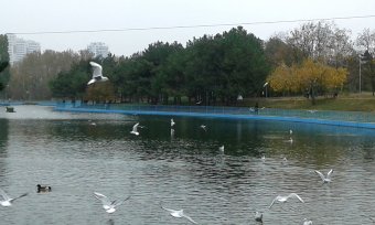 Все в парк: уток кормить! (фото)