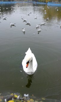 Все в парк: уток кормить! (фото)