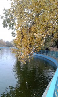 Все в парк: уток кормить! (фото)