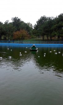 Все в парк: уток кормить! (фото)