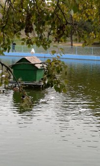 Все в парк: уток кормить! (фото)