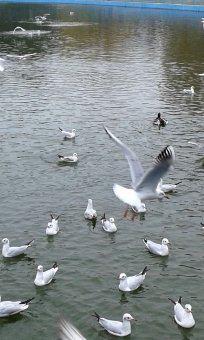 Все в парк: уток кормить! (фото)