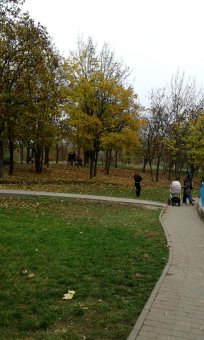 Все в парк: уток кормить! (фото)