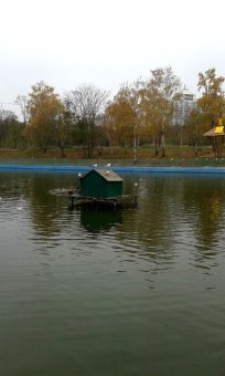 Все в парк: уток кормить! (фото)