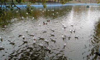 Все в парк: уток кормить! (фото)
