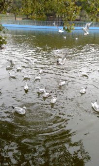 Все в парк: уток кормить! (фото)