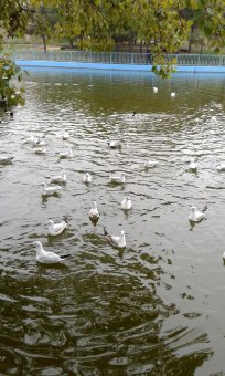 Все в парк: уток кормить! (фото)