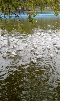 Все в парк: уток кормить! (фото)