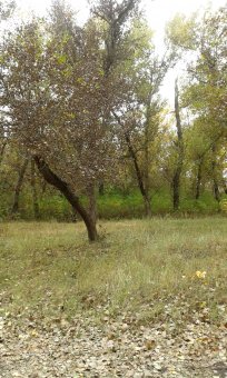 Последние грибы ждут одесситов (фото)
