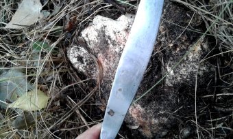 Последние грибы ждут одесситов (фото)