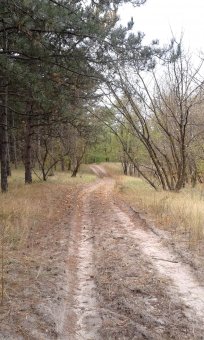 Последние грибы ждут одесситов (фото)