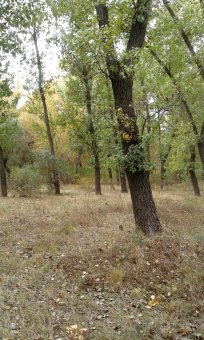 Последние грибы ждут одесситов (фото)