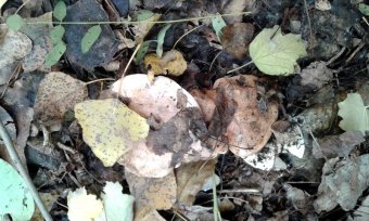 Последние грибы ждут одесситов (фото)