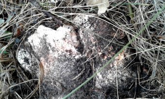 Последние грибы ждут одесситов (фото)