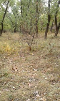 Последние грибы ждут одесситов (фото)