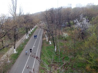 На одесской Трассе здоровья проводится санитарная обрезка деревьев