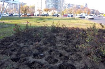 Горзелентрест высадит в Одессе более 23 тысяч кустов роз, а на Французском бульваре - 149 ясеней (фото)