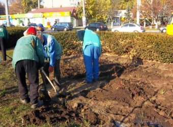 Горзелентрест высадит в Одессе более 23 тысяч кустов роз, а на Французском бульваре - 149 ясеней (фото)