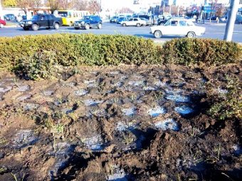 Горзелентрест высадит в Одессе более 23 тысяч кустов роз, а на Французском бульваре - 149 ясеней (фото)