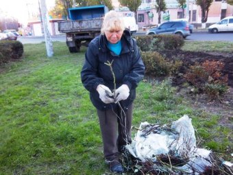Горзелентрест высадит в Одессе более 23 тысяч кустов роз, а на Французском бульваре - 149 ясеней (фото)