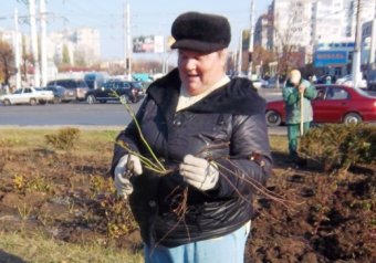 Горзелентрест высадит в Одессе более 23 тысяч кустов роз, а на Французском бульваре - 149 ясеней (фото)