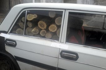 В Одесской области продолжается борьба с незаконными вырубками леса (фото)