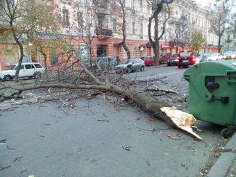 Деревопад продолжается: На Черемушках тополь упал на площадку детского сада