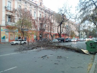 Деревопад продолжается: На Черемушках тополь упал на площадку детского сада