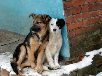 За восемь лет численность бездомных животных в Одессе сократилась почти в три раза