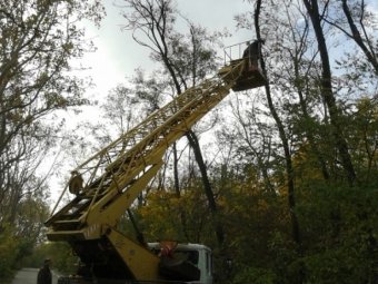В Одессе продолжаются работы по удалению сухостоя на Трассе здоровья