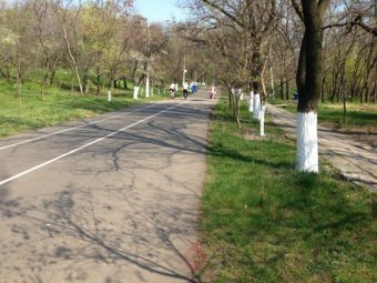 На Трассе Здоровья продолжатся санитарная обрезка сухих и аварийных  деревьев