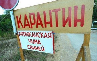 В Николаевском районе обнаружили африканскую чуму свиней