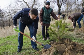 Вдоль Трассы здоровья высажены новые деревья (фото)