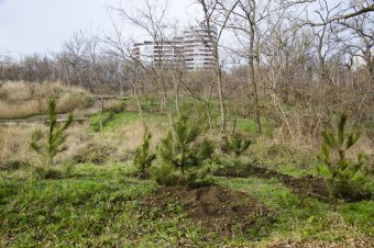 Вдоль Трассы здоровья высажены новые деревья (фото)