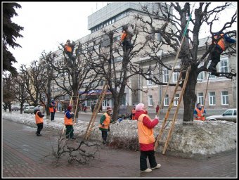 Коммунальные службы Одессы отчитываются о сносе сухих деревьев  