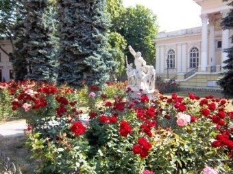 «Горзелентрест»: В Одессе высажено 23350 кустов роз