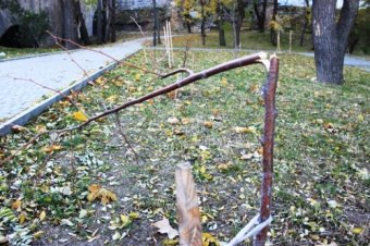 Горзелентрест просит одесситов помочь в борьбе с вандализмом