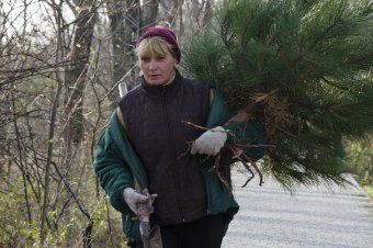 За год Горзелентрест высадил в Одессе около двух тысяч деревьев