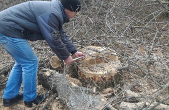 Полицейские арестовали незаконных лесорубов (фото)