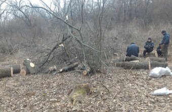Полицейские арестовали незаконных лесорубов (фото)