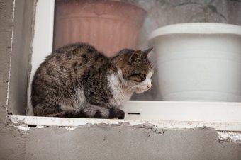 В приемной семье под Одессой вместе с детьми проживают более сотни животных