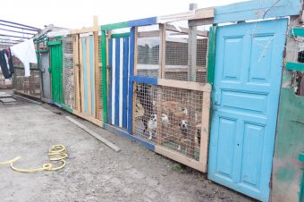 В приемной семье под Одессой вместе с детьми проживают более сотни животных
