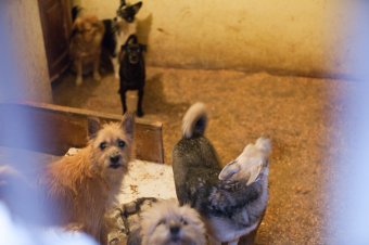 В приемной семье под Одессой вместе с детьми проживают более сотни животных