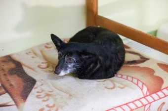 В приемной семье под Одессой вместе с детьми проживают более сотни животных