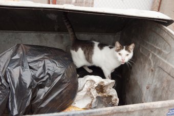 В приемной семье под Одессой вместе с детьми проживают более сотни животных