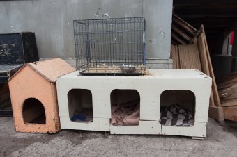 В приемной семье под Одессой вместе с детьми проживают более сотни животных