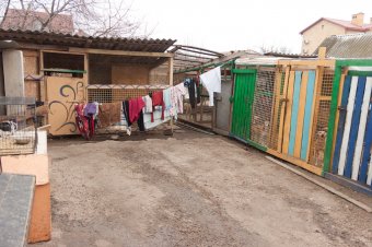 В приемной семье под Одессой вместе с детьми проживают более сотни животных
