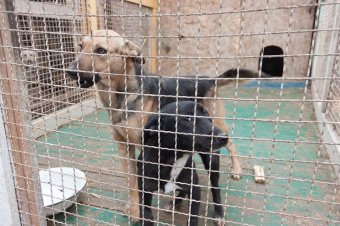 В приемной семье под Одессой вместе с детьми проживают более сотни животных