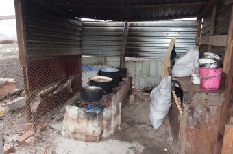 В приемной семье под Одессой вместе с детьми проживают более сотни животных