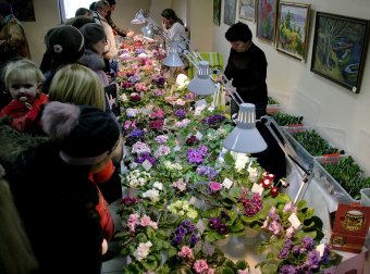 В ТЦ «Новый Привоз» проходит выставка фиалок, организованная клубом «Фиалковый мир»